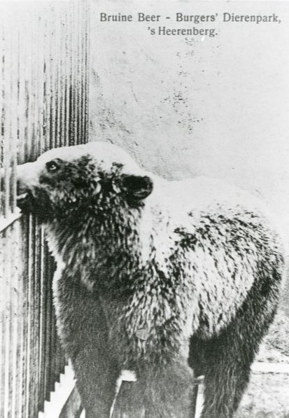 Bestand:Bruine beer.jpg.jpg