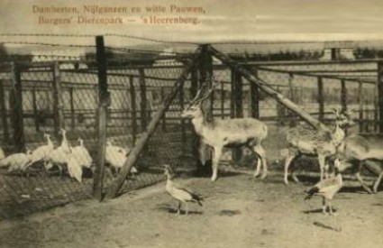 Bestand:Dam herten witte pauwen.jpg