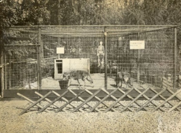 Bestand:Siberische wolven.jpg