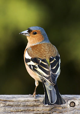 Bestand:Vink (vogel).jpg