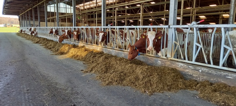 Bestand:2021 Koeien op de Deelhorst.jpg