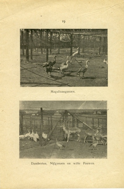 Damherten Nijlganzen en Witte Pauwen