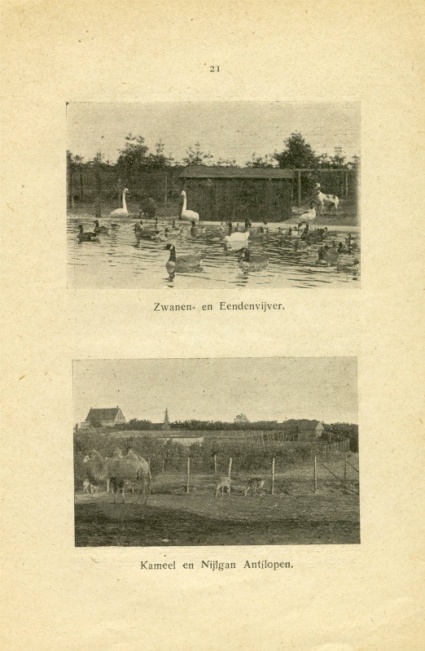 Kameel , Nijlgans en Antilope