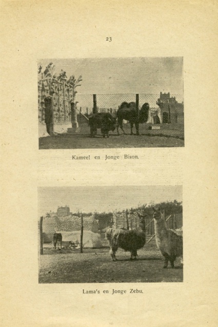 Kameel en Jonge Bison Blz 23