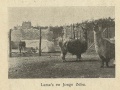 Kopie van lama's.jpg
