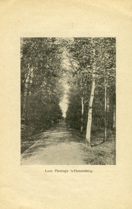 Laan plantage 's-Heerenberg.jpg