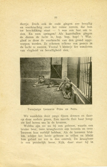 Tweejarige leeuwen Prins en Nero